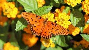 Preview wallpaper butterfly, wings, flowers, leaves, macro