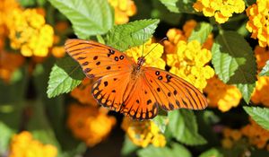 Preview wallpaper butterfly, wings, flowers, leaves, macro
