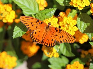Preview wallpaper butterfly, wings, flowers, leaves, macro