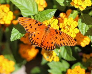 Preview wallpaper butterfly, wings, flowers, leaves, macro
