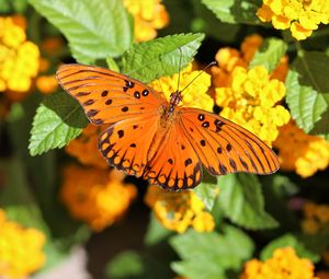 Preview wallpaper butterfly, wings, flowers, leaves, macro