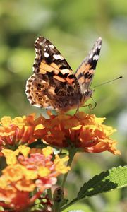 Preview wallpaper butterfly, wings, flowers, macro, yellow