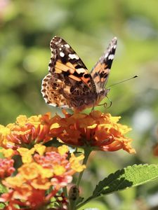 Preview wallpaper butterfly, wings, flowers, macro, yellow