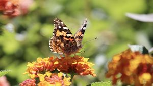 Preview wallpaper butterfly, wings, flowers, macro, yellow