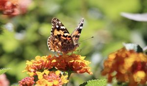 Preview wallpaper butterfly, wings, flowers, macro, yellow