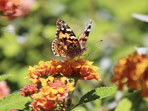 Preview wallpaper butterfly, wings, flowers, macro, yellow