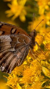 Preview wallpaper butterfly, wings, flowers, background, yellow