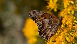 Preview wallpaper butterfly, wings, flowers, background, yellow