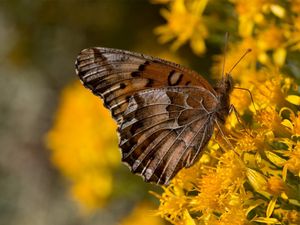 Preview wallpaper butterfly, wings, flowers, background, yellow