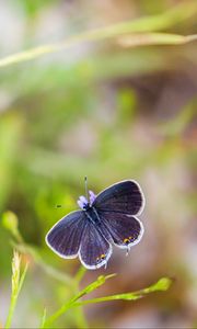 Preview wallpaper butterfly, wings, focus, macro