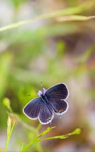 Preview wallpaper butterfly, wings, focus, macro