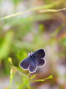 Preview wallpaper butterfly, wings, focus, macro