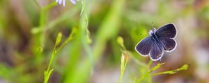 Preview wallpaper butterfly, wings, focus, macro