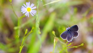 Preview wallpaper butterfly, wings, focus, macro