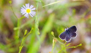 Preview wallpaper butterfly, wings, focus, macro