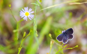 Preview wallpaper butterfly, wings, focus, macro