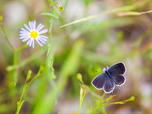 Preview wallpaper butterfly, wings, focus, macro