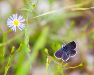 Preview wallpaper butterfly, wings, focus, macro