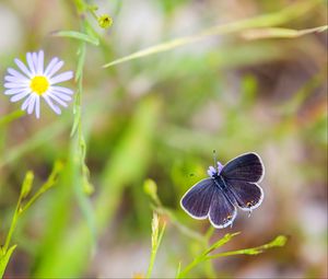 Preview wallpaper butterfly, wings, focus, macro