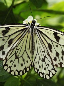 Preview wallpaper butterfly, wings, form, light, leaves, insects