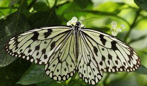 Preview wallpaper butterfly, wings, form, light, leaves, insects