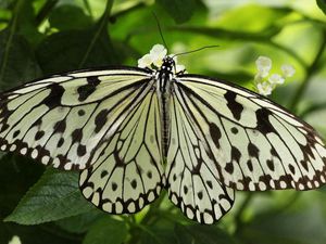 Preview wallpaper butterfly, wings, form, light, leaves, insects