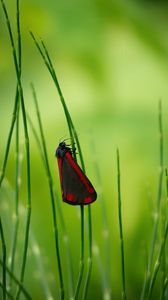 Preview wallpaper butterfly, wings, grass, macro, blur