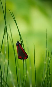 Preview wallpaper butterfly, wings, grass, macro, blur