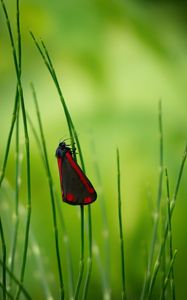 Preview wallpaper butterfly, wings, grass, macro, blur