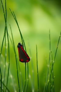 Preview wallpaper butterfly, wings, grass, macro, blur