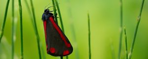 Preview wallpaper butterfly, wings, grass, macro, blur