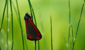 Preview wallpaper butterfly, wings, grass, macro, blur