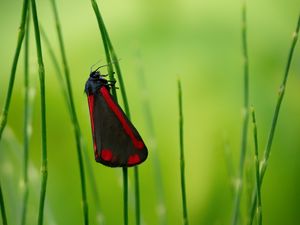 Preview wallpaper butterfly, wings, grass, macro, blur