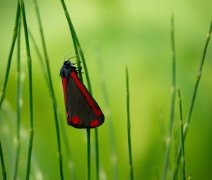 Preview wallpaper butterfly, wings, grass, macro, blur