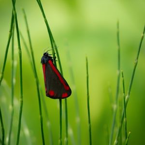 Preview wallpaper butterfly, wings, grass, macro, blur