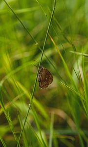 Preview wallpaper butterfly, wings, grass, macro