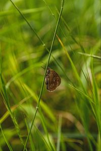 Preview wallpaper butterfly, wings, grass, macro