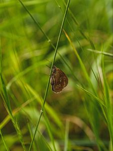 Preview wallpaper butterfly, wings, grass, macro