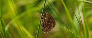 Preview wallpaper butterfly, wings, grass, macro