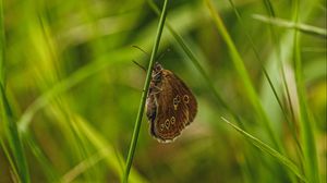 Preview wallpaper butterfly, wings, grass, macro