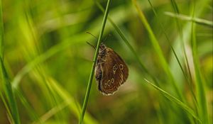 Preview wallpaper butterfly, wings, grass, macro