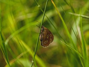 Preview wallpaper butterfly, wings, grass, macro