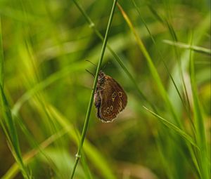 Preview wallpaper butterfly, wings, grass, macro