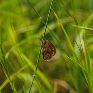 Preview wallpaper butterfly, wings, grass, macro