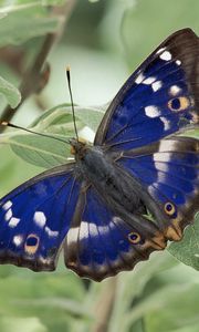 Preview wallpaper butterfly, wings, grass, patterns