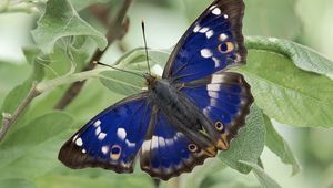 Preview wallpaper butterfly, wings, grass, patterns