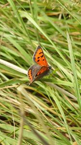 Preview wallpaper butterfly, wings, grass, insect