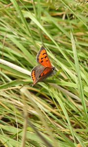 Preview wallpaper butterfly, wings, grass, insect