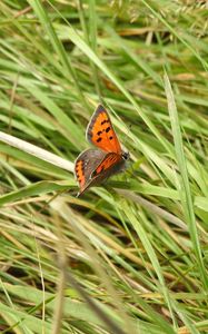 Preview wallpaper butterfly, wings, grass, insect