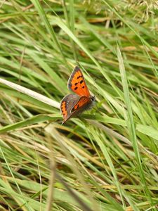 Preview wallpaper butterfly, wings, grass, insect